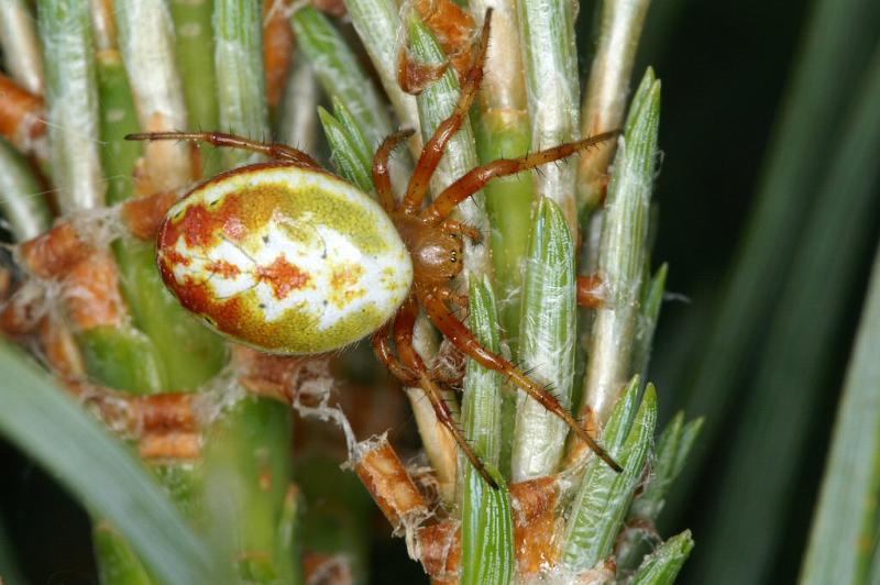 Araniella_displicata_D3009_Z_92_NP De Hoge Veluwe_Nederland.jpg